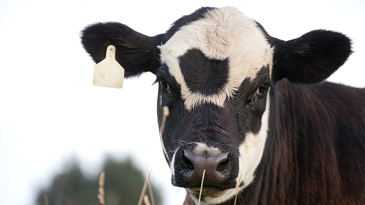 How crossbreeding beef and dairy cows can improve sustainability on